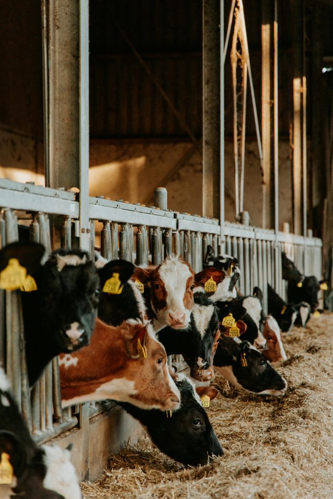 A herd of brown and black cows inside a barn feeding on hay under natural light.
